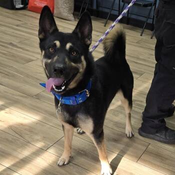 Shepherd and Mixed Breed Dogs Available for Adoption - Harlem | PetCurious