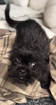 Jack -  Shih Tzu and Chihuahua Dog for Adoption in San Antonio, Texas - Jack | PetCurious