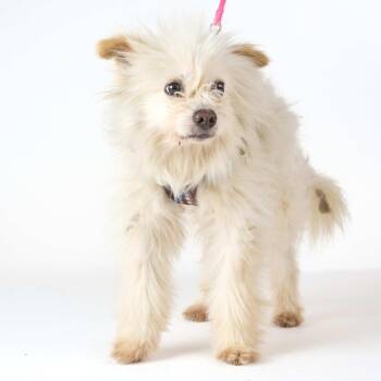 Carlito 14132 -  Maltese Dog for Adoption in San Francisco, California - Carlito 14132 | PetCurious