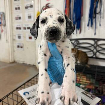 Uhura -  Dalmatian Dog for Adoption in Edinburg, Texas - Uhura | PetCurious