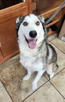 Rescue Mixed Breed Dogs for Adoption in Cincinnati, Ohio - Rossiya | PetCurious