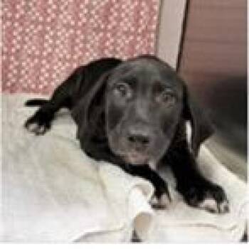 Levi -  Hound and Mixed Breed Dog for Adoption in Tampa, Florida - Levi | PetCurious
