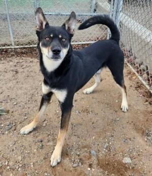 Rescue Australian Kelpie Dogs for Adoption in Butte, Montana - Duke | PetCurious