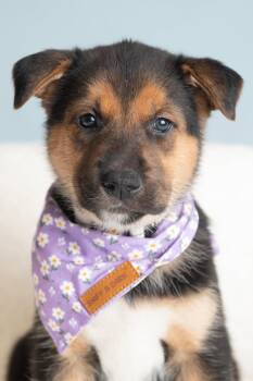 Vacay: Carry-on -  German Shepherd Dog Dog for Adoption in Palo Alto, California - Vacay: Carry-on | PetCurious