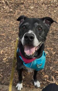 Mixed Breed Dogs Available for Adoption - Days Inn | PetCurious