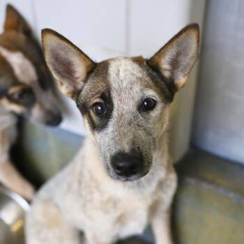 Australian Cattle Dog Blue Heeler Dogs Available for Adoption in San Antonio, Texas - CARAMEL | PetCurious