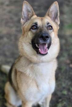 Tootsie - Courtesy Post -  German Shepherd Dog Dog for Adoption in Hopkinton, Massachusetts - Tootsie - Courtesy Post | PetCurious