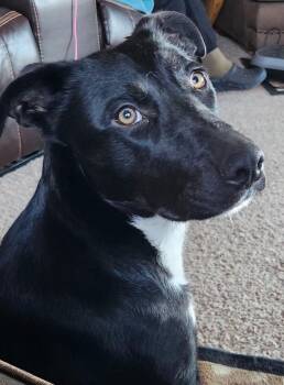 Lilly Lou -  Border Collie Dog for Adoption in Yakima, Washington - Lilly Lou | PetCurious