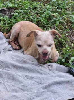 PEACHES -  Chihuahua Dog for Adoption in San Antonio, Texas - PEACHES | PetCurious