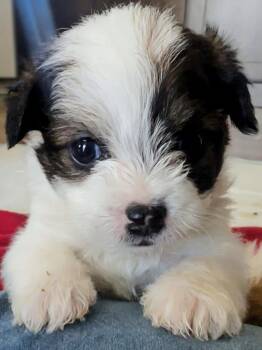 Terrier Dogs Available for Adoption in Manhattan Beach, California - Brad | PetCurious