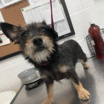 Gilda -  Terrier Dog for Adoption in Edinburg, Texas - Gilda | PetCurious