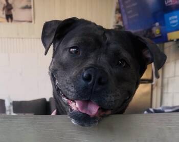 Boujee -  Pit Bull Terrier Dog Available for Adoption in Cool, California - Boujee | PetCurious