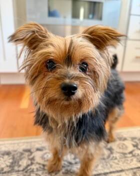 Popples -  Yorkshire Terrier Dog for Adoption in Carson City, Nevada - Popples | PetCurious