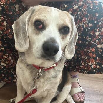 Cipher -  Beagle Dog for Adoption in Yonkers, New York - Cipher | PetCurious