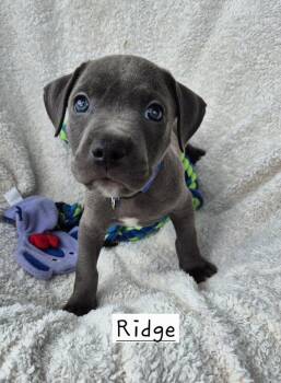 Ridge (26-127 D) -  Mixed Breed Dog for Adoption in Lansing, Michigan - Ridge (26-127 D) | PetCurious
