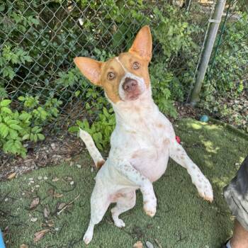 Gordo -  Cattle Dog and English Coonhound Dog for Adoption in Mobile, Alabama - Gordo | PetCurious