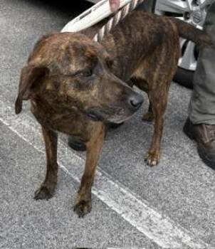 Plott Hound Dogs Available for Adoption in Maryville, Tennessee - Jazz | PetCurious