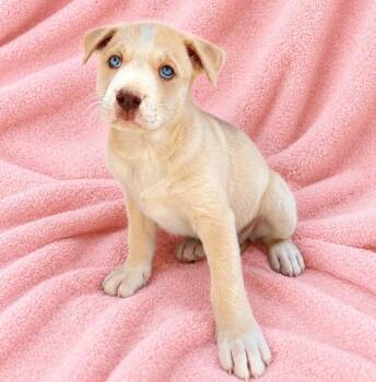 Susanna -  Husky and Pit Bull Terrier Dog for Adoption in Lathrop, California - Susanna | PetCurious