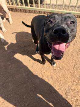 Athena -  Pit Bull Terrier Dog for Adoption in Hobbs, New Mexico - Athena | PetCurious