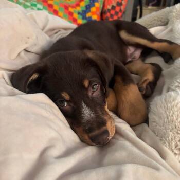 Bean -  Labrador Retriever and Mixed Breed Dog for Adoption in Raleigh, North Carolina - Bean | PetCurious