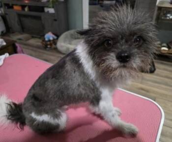 Wookie -  Pomeranian Dog for Adoption in Decatur, Georgia - Wookie | PetCurious