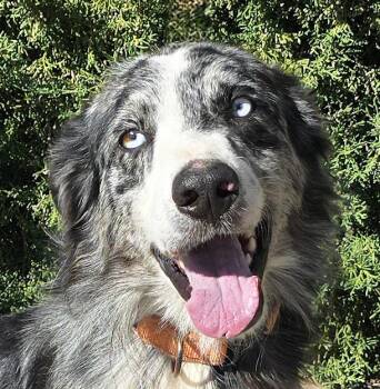 Beaming Mr Bryson - Sweet Aussie -  Australian Shepherd Dog for Adoption in North Valley, New Mexico - Beaming Mr Bryson - Sweet Aussie | PetCurious
