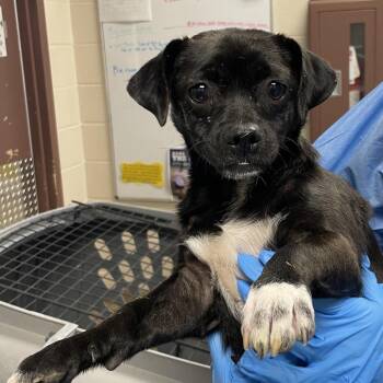Thunder -  Terrier and Mixed Breed Dog for Adoption in San Antonio, Texas - Thunder | PetCurious