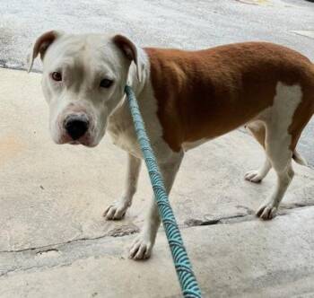 Hannah -  Pit Bull Terrier and Mixed Breed Dog for Adoption in Gainesville, Florida - Hannah | PetCurious