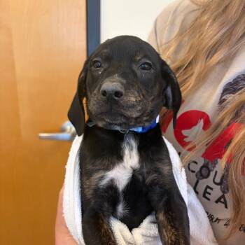 Mongo -  Hound Dog for Adoption in Morristown, Vermont - Mongo | PetCurious