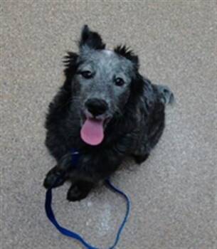 MUSHROOM -  Australian Cattle Dog Blue Heeler and Mixed Breed Dog for Adoption in Albuquerque, New Mexico - MUSHROOM | PetCurious