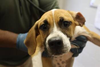 HOPE -  Mixed Breed Dog for Adoption in Columbia, South Carolina - HOPE | PetCurious