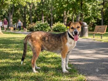 Samie -  Australian Cattle Dog Blue Heeler Dog for Adoption in Salt Lake City, Utah - Samie | PetCurious