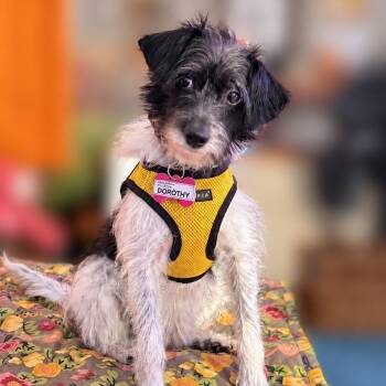 Dorothy -  Jack Russell Terrier and Mixed Breed Dog for Adoption in Wake Forest, North Carolina - Dorothy | PetCurious
