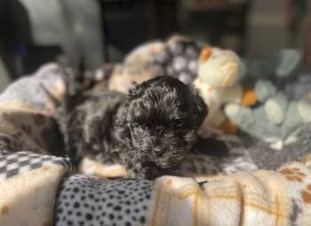 Poodle Dogs Available for Adoption - Poodle Pup 3 (Alice) | PetCurious