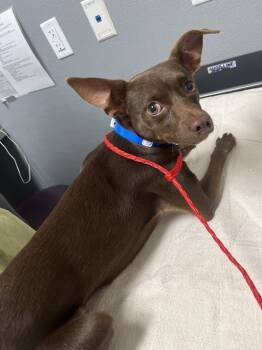 Rescue Chihuahua and Mixed Breed Dogs for Adoption in Las Vegas, Nevada - PECAN | PetCurious