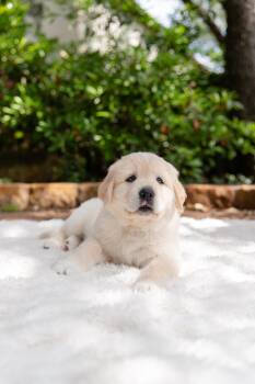 Labrador Retriever Dogs Available for Adoption in Pflugerville, Texas - Gus  | PetCurious