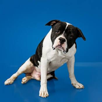 Vc 3 Diana/Dion -  Pit Bull Terrier Dog for Adoption in Lawrenceville, Georgia - Vc 3 Diana/Dion | PetCurious