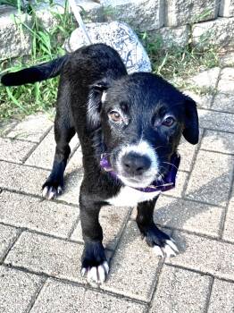 Rescue Border Collie Dogs for Adoption - Jereme | PetCurious