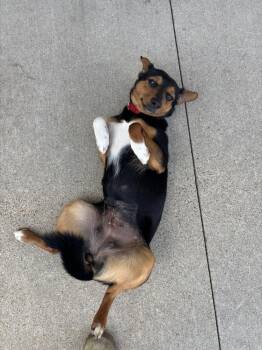 Summer -  Terrier and Miniature Pinscher Dog for Adoption in Kalamazoo, Michigan - Summer | PetCurious