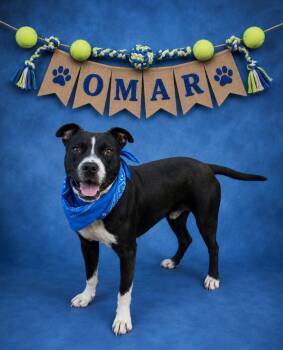 Omar -  Pit Bull Terrier Dog for Adoption in Shillington, Pennsylvania - Omar | PetCurious