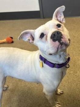 Keke -  Pit Bull Terrier Dog for Adoption in Cleveland, Ohio - Keke | PetCurious