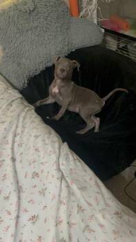 Pit Bull Terrier and Mixed Breed Dogs Available for Adoption - Kairo | PetCurious