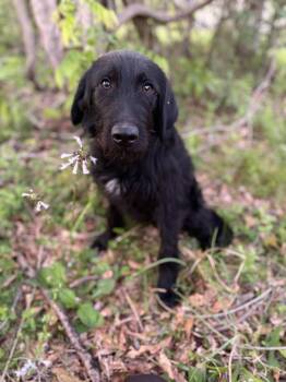 Labradoodle Dogs Available for Adoption in Fosters, Alabama - BRONX | PetCurious