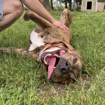 Kevin -  Mountain Cur Dog for Adoption in Longview, Texas - Kevin | PetCurious