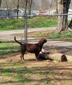 Labrador Retriever Dogs Available for Adoption - Lula (AVAILABLE 3/9) | PetCurious