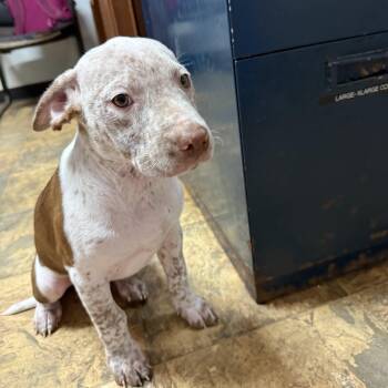 Grasshopper -  Mixed Breed Dog for Adoption in Columbia, South Carolina - Grasshopper | PetCurious
