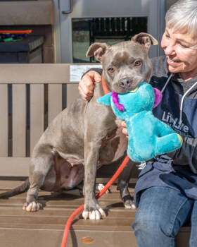 Rescue Mixed Breed Dogs for Adoption in Chamblee, Georgia - Blackberry- IN FOSTER | PetCurious