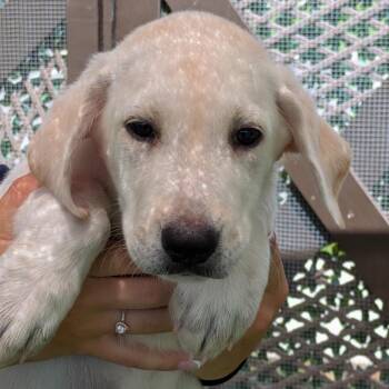 Pup 3 5418 -  Mixed Breed Dog for Adoption in Loxahatchee Groves, Florida - Pup 3 5418 | PetCurious