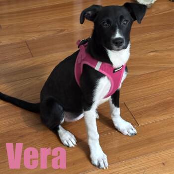 Vera -  Retriever and Mixed Breed Dog for Adoption in Ellicott City, Maryland - Vera | PetCurious