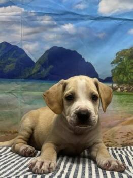 Chonkzilla -  Labrador Retriever and Mixed Breed Dog for Adoption in San Antonio, Texas - Chonkzilla | PetCurious